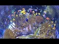 360° Video: Inside the Indo-Pacific Coral Reef Exhibit!
