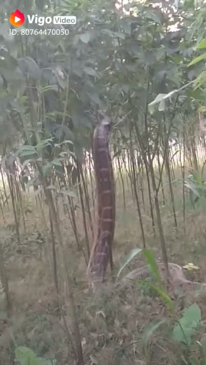 Real Anaconda