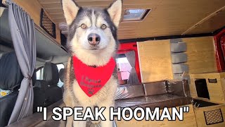 Husky speaks perfectly to me and I can understand every word