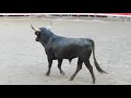 Marsillargues 2020 - Course camarguaise - 2ème taureau de la manade Raynaud