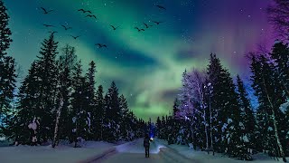 Relaxing Music with Birds Singing - Beautiful Piano Music [ No Copyright Music ]