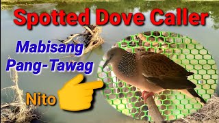 Spotted Dove Caller - Ang Mabisang Pantawag🤣