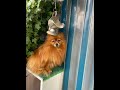 Pomeranian dog a lost day 博美犬走失的一天成了我的宠宝