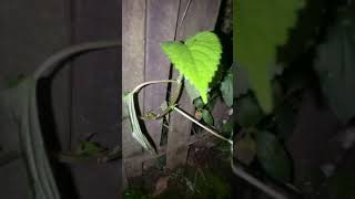 Download Lagu suara serangga malam MP3