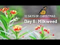 12 Days of Christmas Countdown! Day 8: Milkweed | Creation is Cool