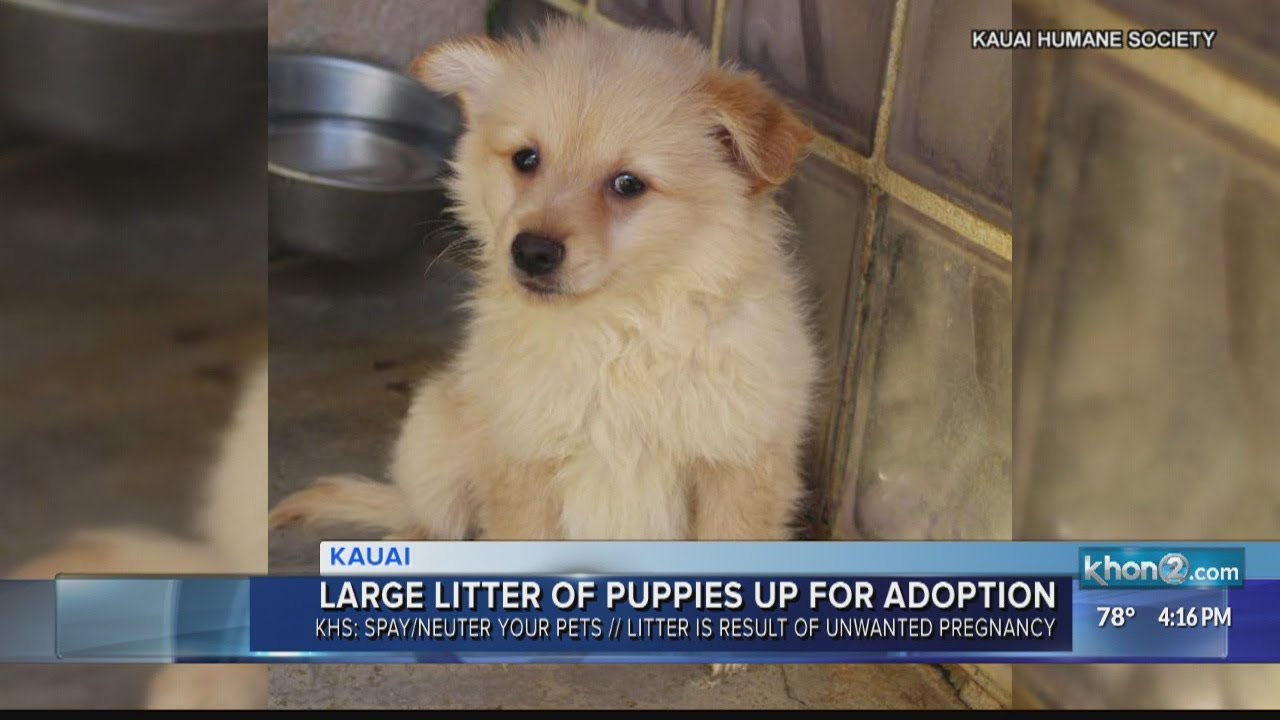 Large litter of puppies up for adoption YouTube
