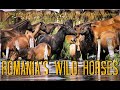 ROMANIA'S WILD HORSES - Natură și Animale - Periplu muzical acasă la Caii Sălbatici de la Periteașca