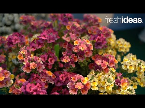 Video: Nemesia Is Een Heldere Eenjarige