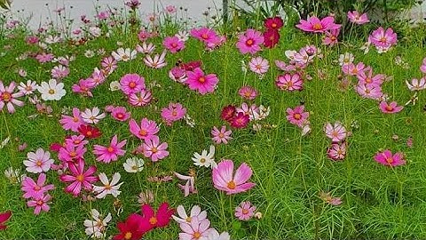 KhởiĐộngMùaHè2024 @phupham926 @junnievo9846 @ToanVo-i8y @vohongphuc6426 @CaNguaFamily