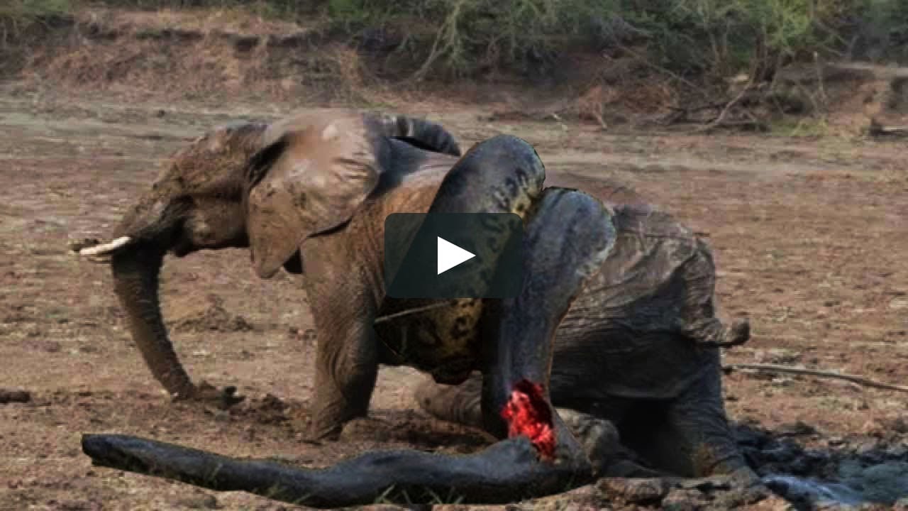 Download 520 Gambar Gajah Vs Ular Paling Baru Gratis HD