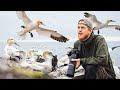 Photographing Gannets on Bass Rock 150,000 BIRDS | OM System | Scottish Seabird Centre (4K)