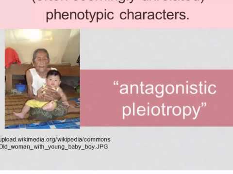 What is the phenotypic gambit?