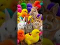 Tangkap Ayam Lucu, Ayam Warna Warni, Ayam Rainbow Gokil, Kelinci, Kucing Lucu, Bebek, Hewan Lucu