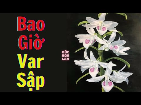 Lan Var Bao Giờ Sập | Đức Hoa Lan | Foci