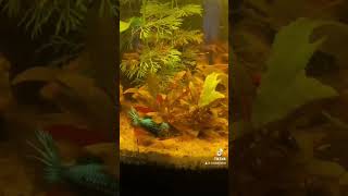 Première video Aquatics Frog 🐸 Fish 🐟 Shrimp 🦐 by Madcatdata1YT 50 views 6 months ago 3 minutes, 23 seconds