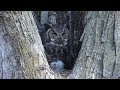 180315 Great Horned Owl - John Reese Live Stream - Mom feeding chicks