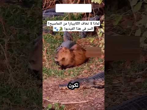 الكابيبارا لا يخاف من التماسيح شاهد الجرأة العجيبة لهذا الحيوان الحياة البرية عالم الحيوانات