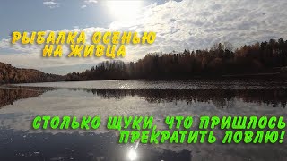Столько щуки, что пришлось прекратить ловлю  Рыбалка осенью на живца