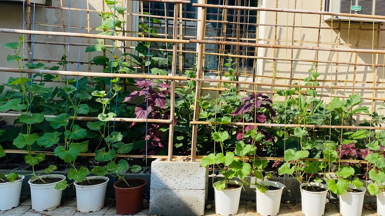 Organic Vegetable Garden in Qatar // How to start a vegetable garden