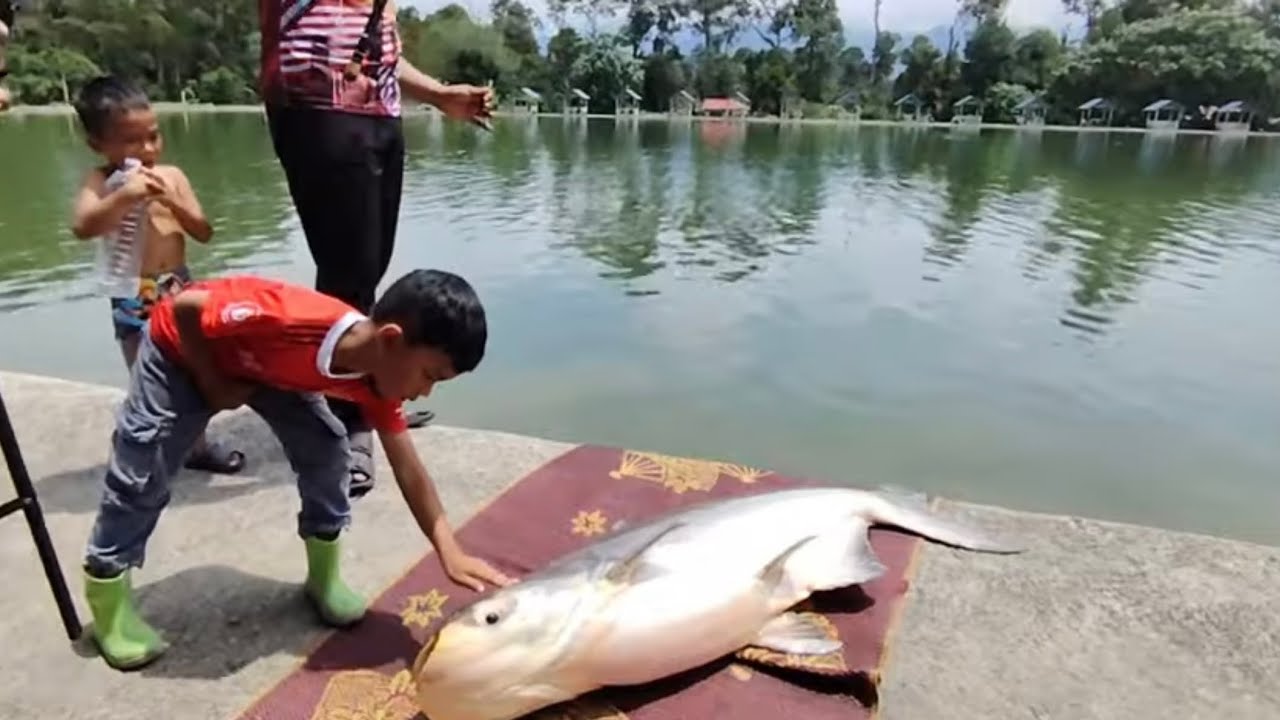 Kolam D'Semarak Batang Kali | Mekong Besar Bass-ep04