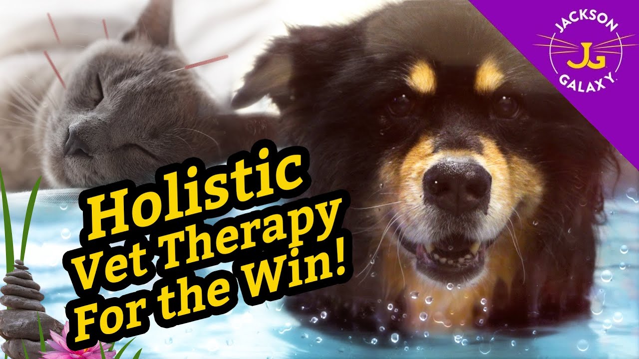 Holistic Vet Therapy for the Win! YouTube