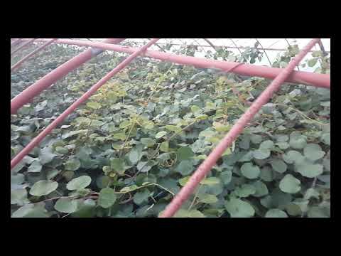 kiwi trees, zespri