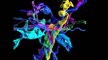 Volumetric reconstruction of a neocortex