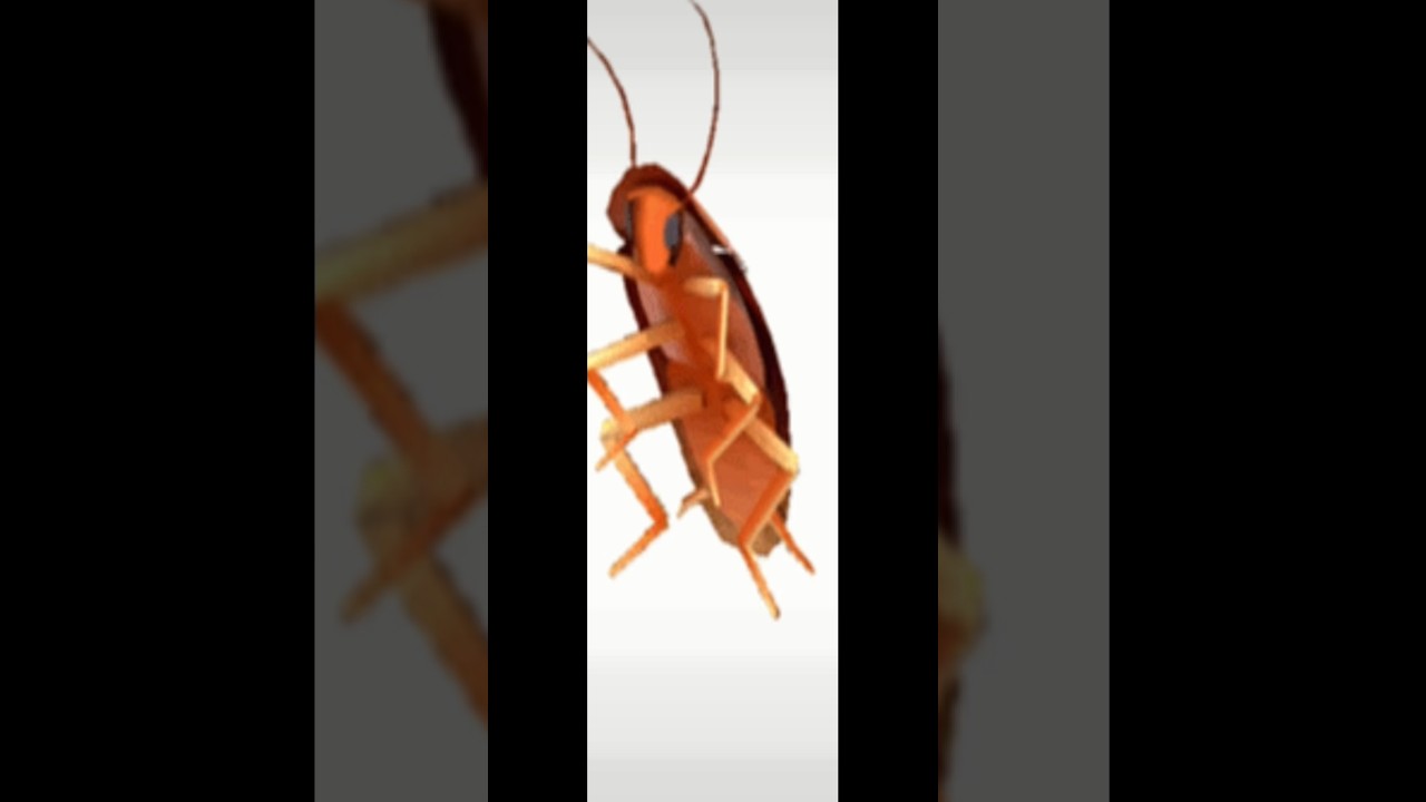 Spinning cockroach 🪳 YouTube