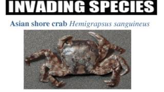 The Asian Shore Crab: A Perilous Invasion