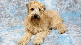 Feeding Your Soft Coated Wheaten Terrier: What You Need to Know