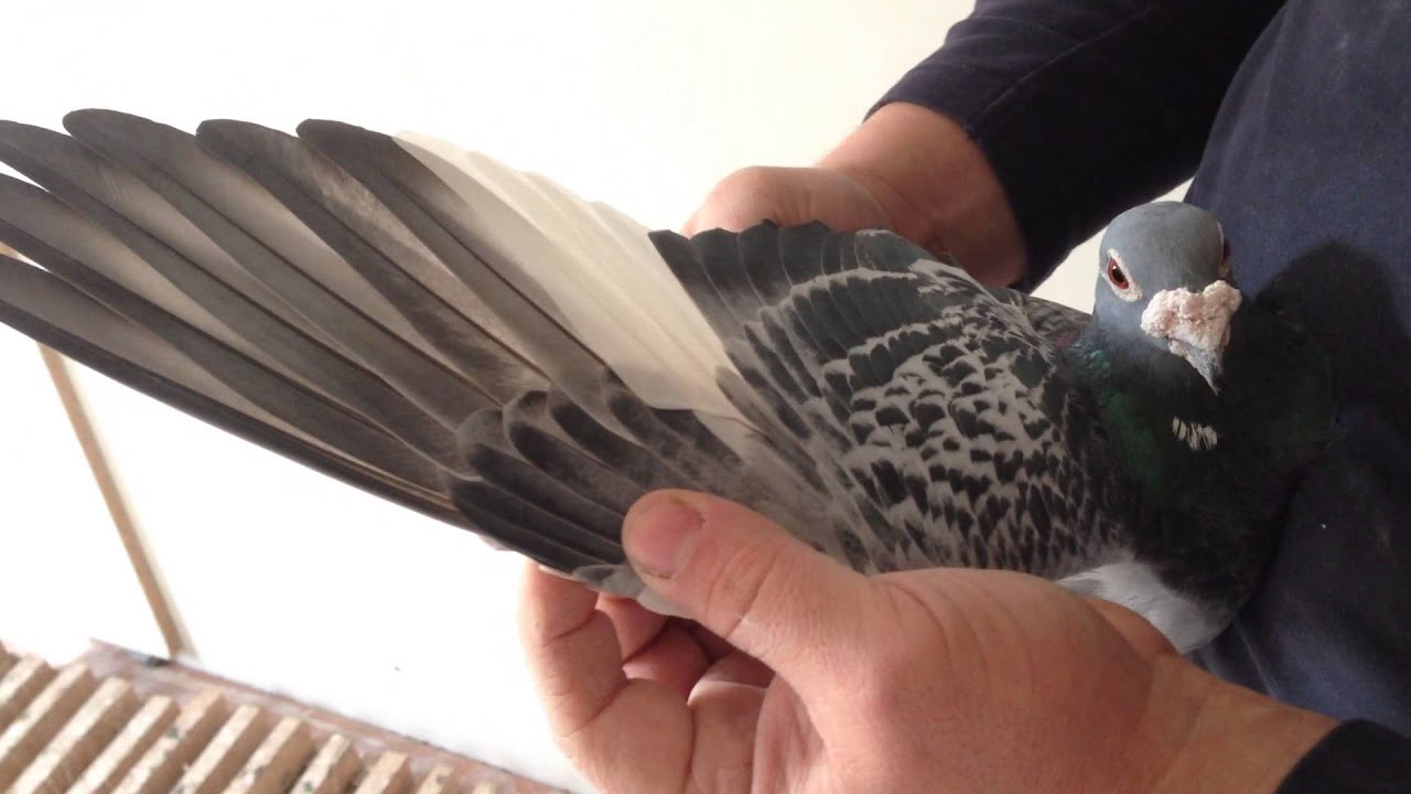 Porumbei Voiajori - Fam Lucaci - Lotul de reproductie masculi