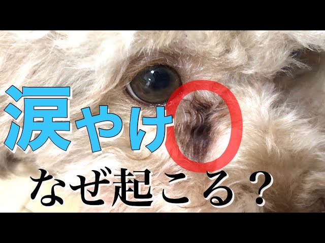 涙やけの治し方 涙があふれる原因と改善策 Youtube 涙やけの治し方 涙があふれる原因と改善策 Youtube