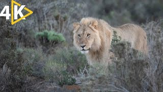 lion king documentary with Relax Background music national geographic 4K wildlife