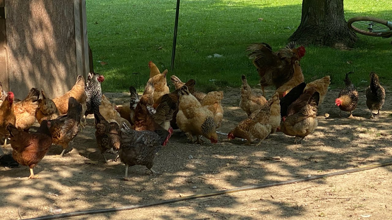 Feeding the chickens, my roosters spurs got bigger YouTube