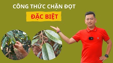 Công Thức Chặn Đọt Sầu Riêng Đặc Biệt|Nông Nghiệp Tây Nguyên