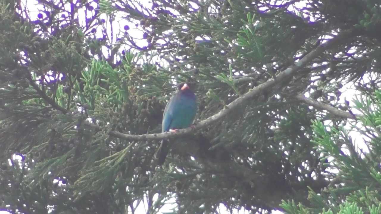ブッポウソウ Oriental Dollarbird 2020 