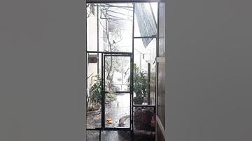 Suasana aviary saat hujan deras..#shorts #shortsvideo #feedshorts