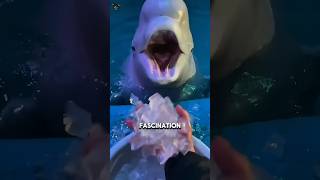 The Truth About Beluga Whales Nobody Talks About #facts #animals