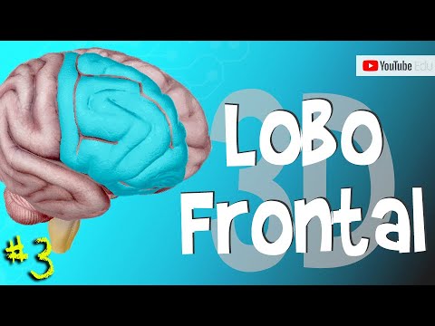 Vídeo: O córtex cingulado anterior faz parte do lobo frontal?