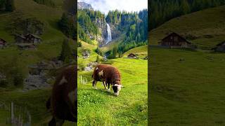 Paradise On Earth In Switzerland 🇨🇭⛰️ Stäubifall  #Waterfall #Swissalps #Switzerland #Nature