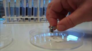 Rare Earth Element recovery in a magnetic field