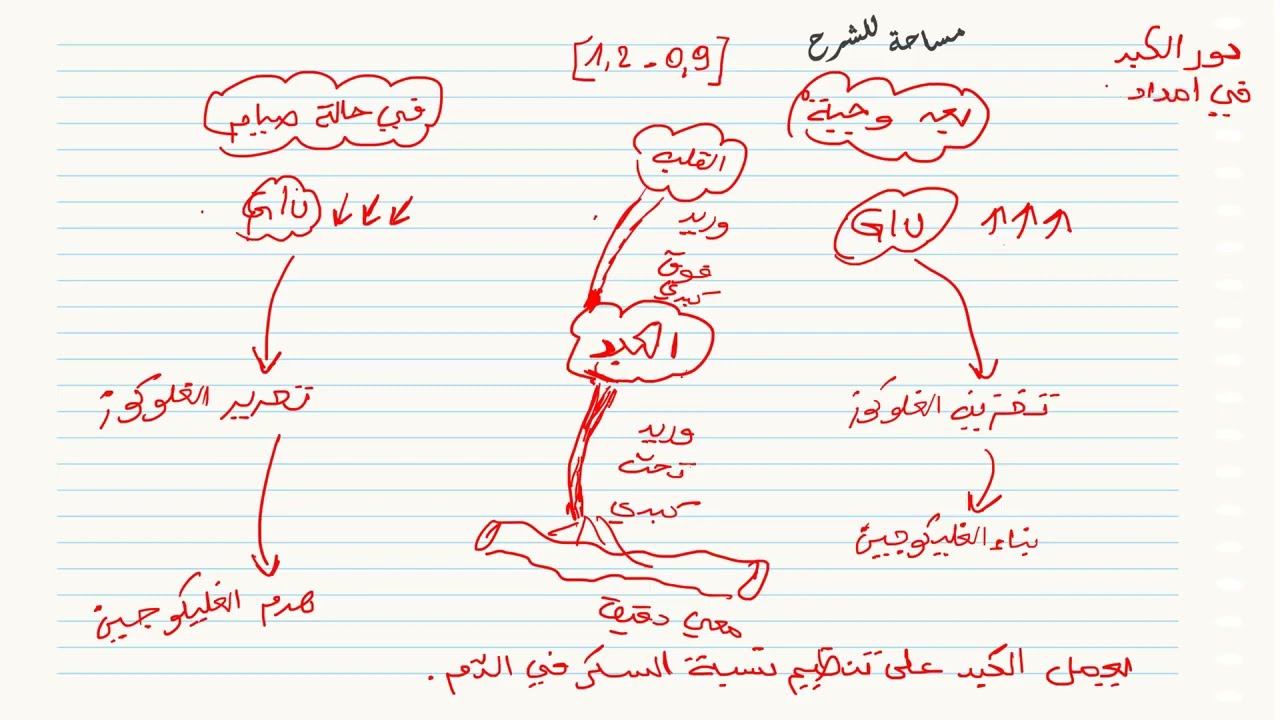 توضيح دور الكبد في الإمداد المستمر للعضوية بالمغذيات علوم طبيعية سنة 04 متوسط