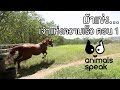 Animals Speak [by Mahidol] ม้าแข่ง...เจ้าแห่งความเร็ว ตอนที่ 1