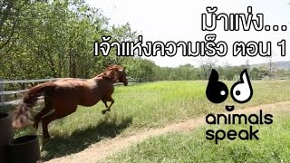 Animals Speak [by Mahidol] ม้าแข่ง...เจ้าแห่งความเร็ว ตอนที่ 1