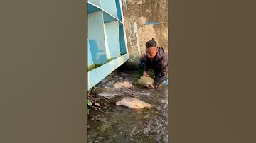 Cá Lớn - cá Chép Khủng mắc kẹt sau cửa xả lũ 😱 #khacthuyvlogg