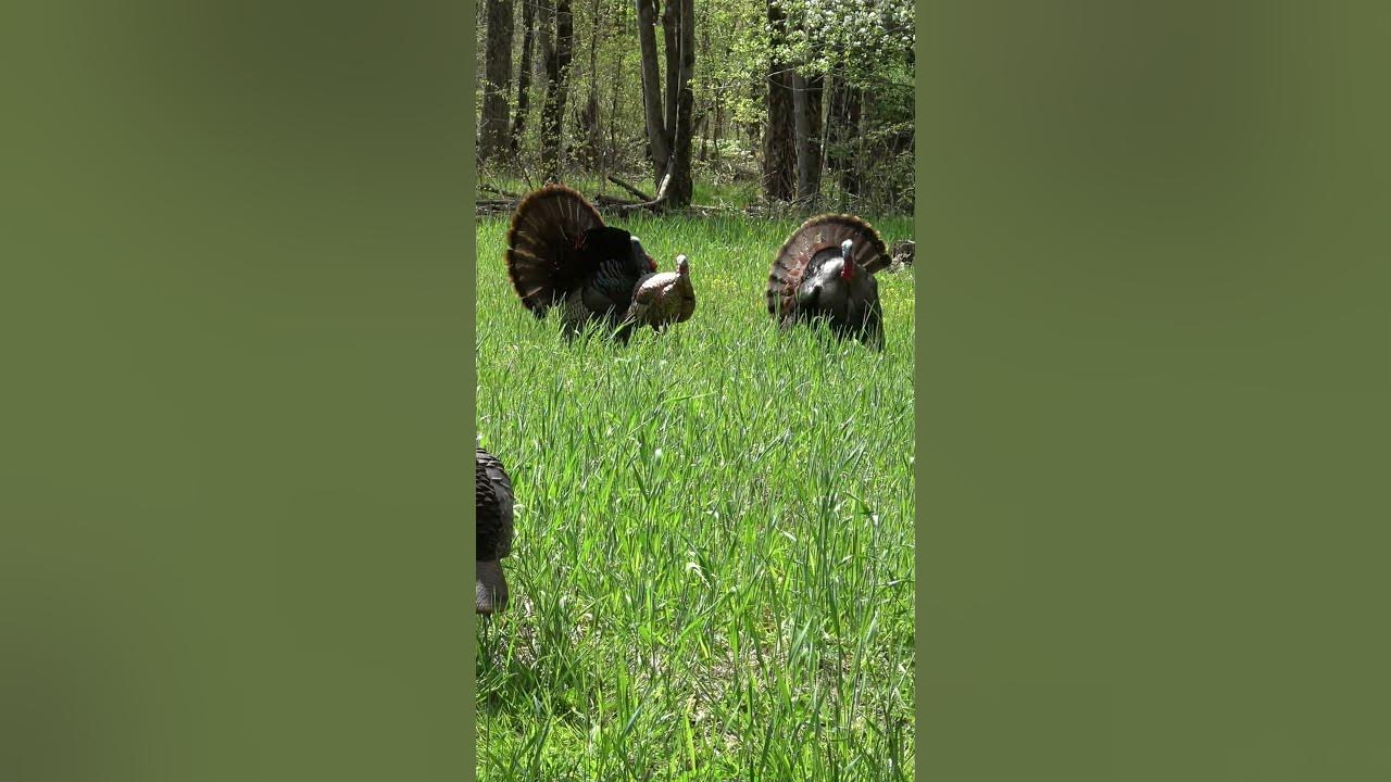 2023 Pa. Turkey Hunting Success YouTube