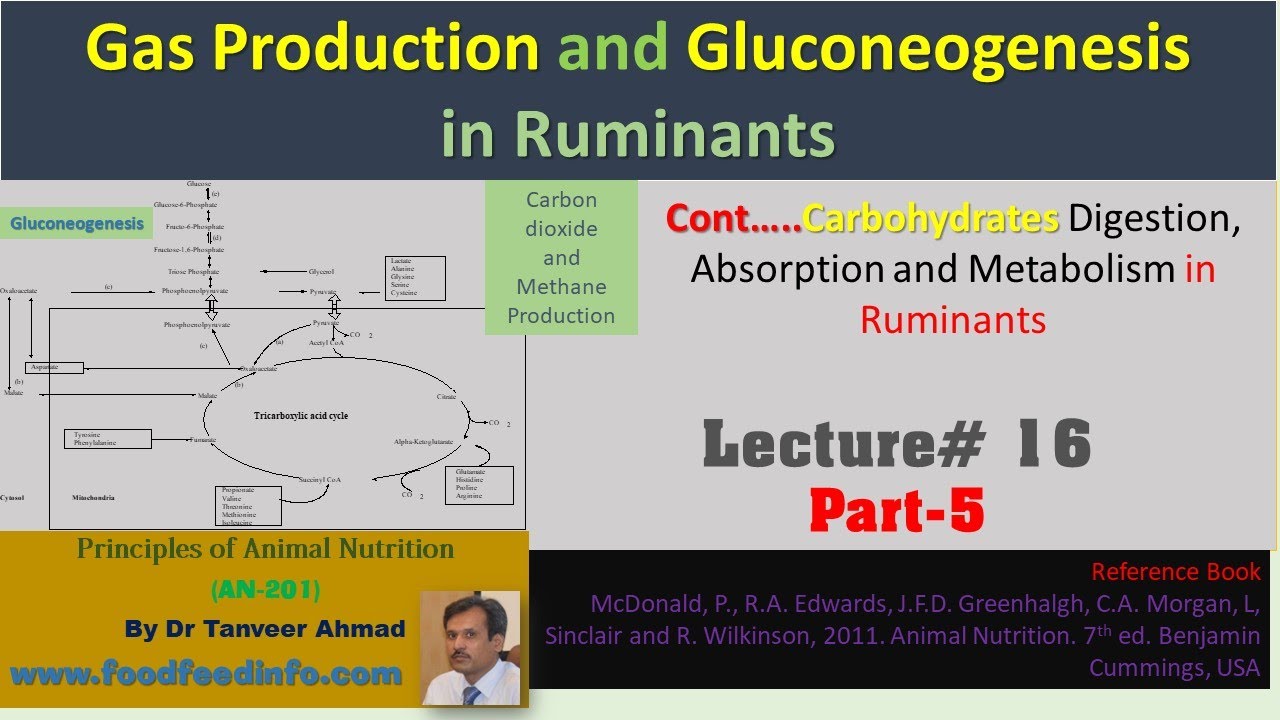 Lecture#16-Part-5 of 5-Gas Production and Gluconeogenesis in Ruminants ...