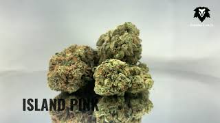 Chronic Haze - Island Pink