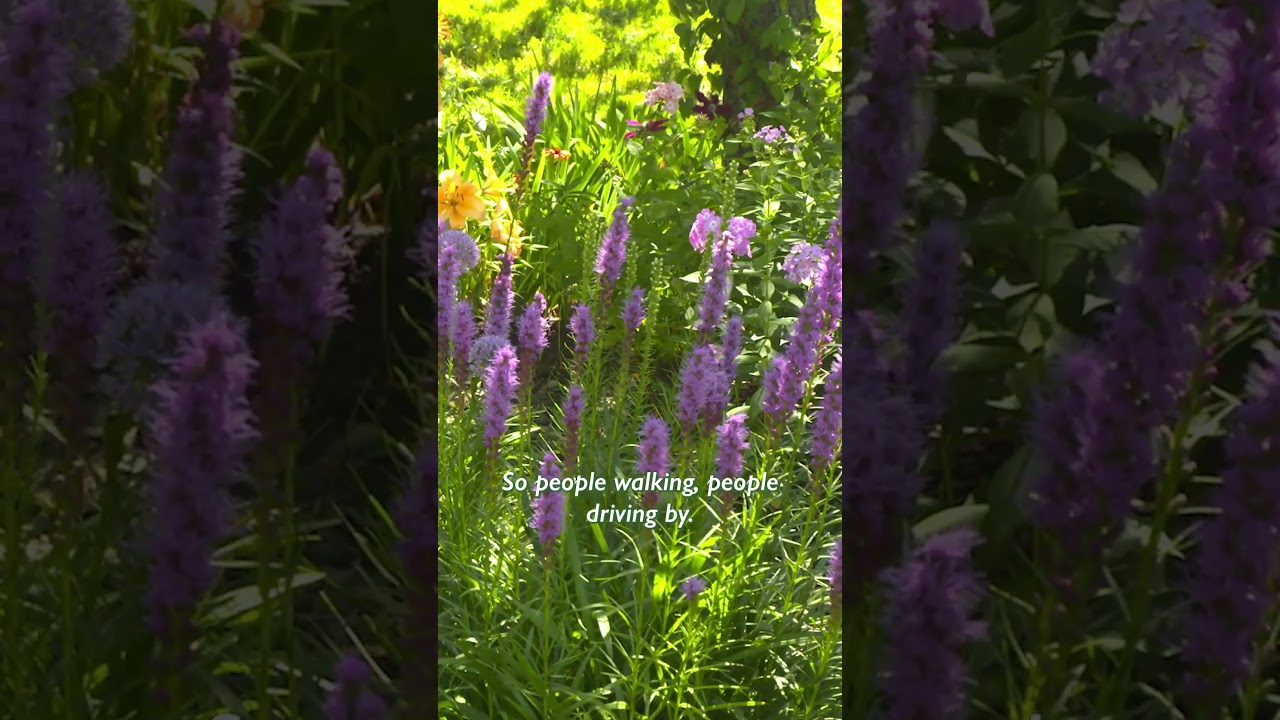 colorful garden flowers