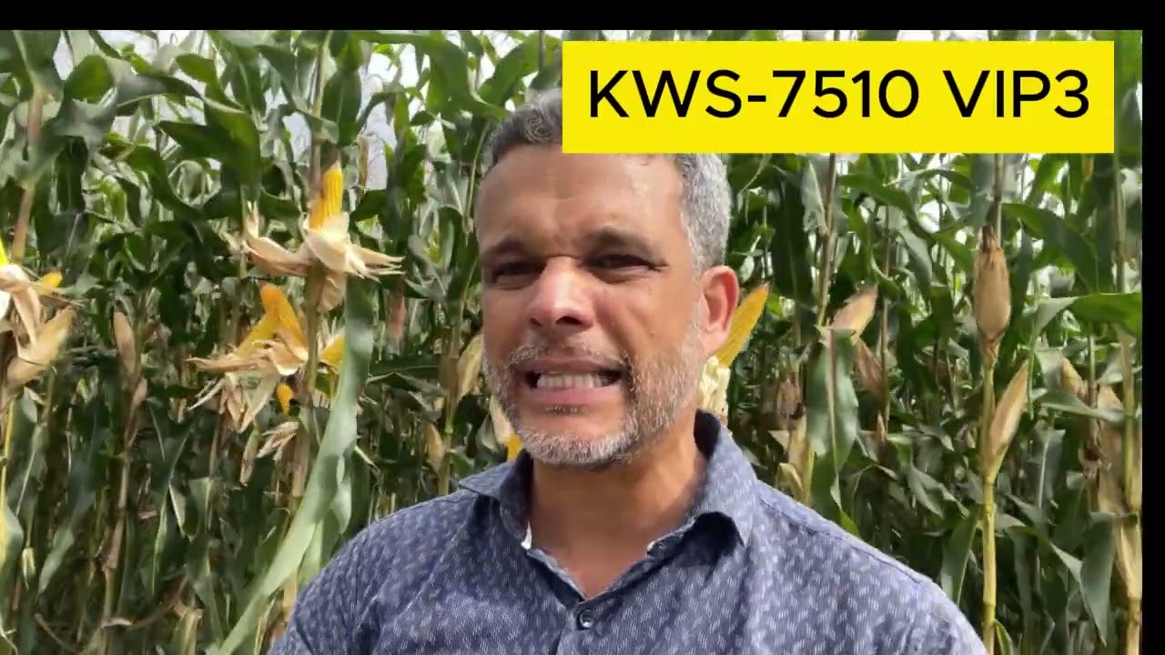 Material é o Híbrido KWS 7510 VIP3. Vamos aprender juntos?